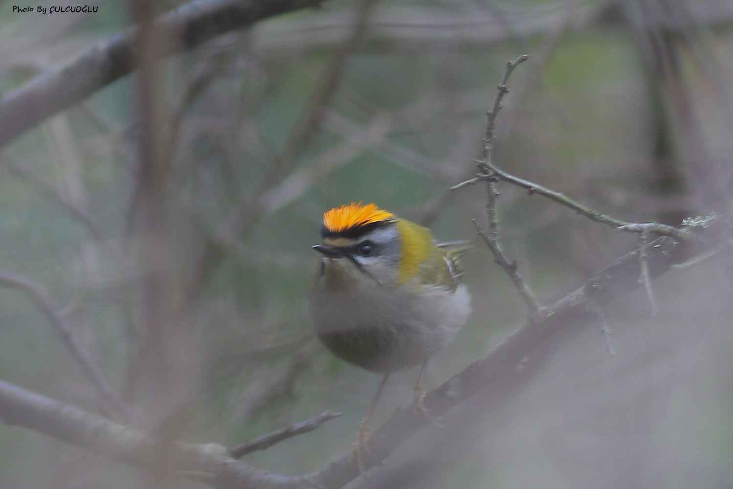 Common Firecrest